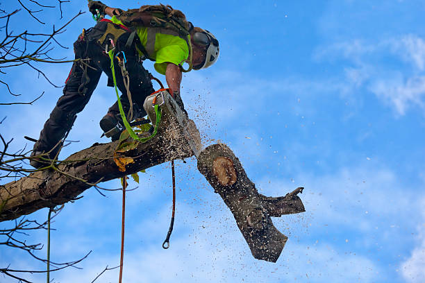 Best Tree Trimming and Pruning  in Ofallon, MO